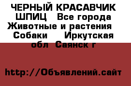 ЧЕРНЫЙ КРАСАВЧИК ШПИЦ - Все города Животные и растения » Собаки   . Иркутская обл.,Саянск г.